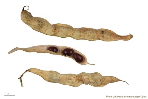 Phaseolus_vulgaris