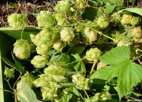 houblon