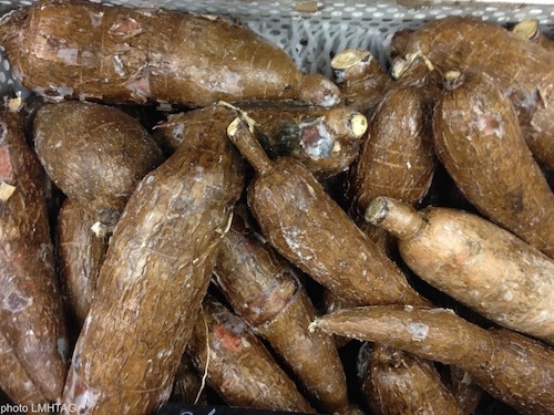 manioc