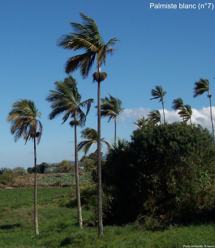 Palmier à huile — Wikipédia