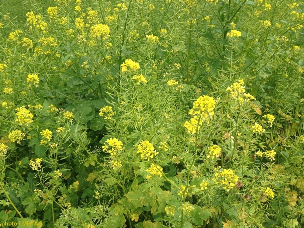 Vers de farine saveur moutarde