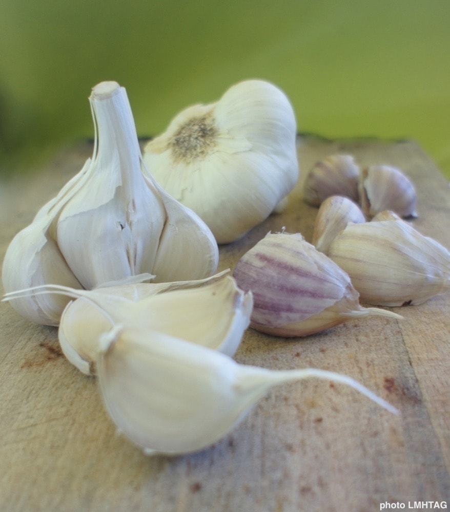 L'ail commun fumé, rose, blanc - Tout sur l'ail commun (Allium sativum)