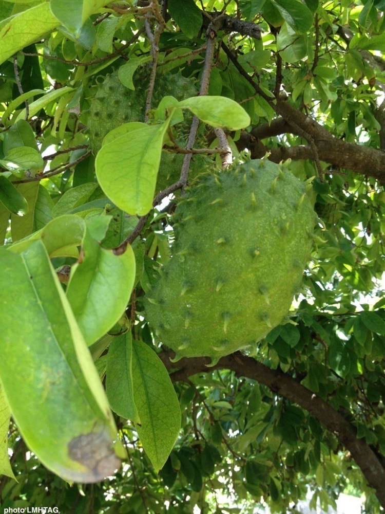 Photos Corossolier Jardin Des Saveurs