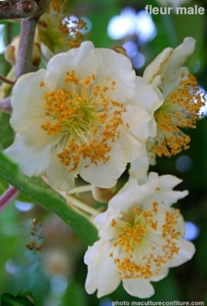 Fleurs De Kiwi à La Ferme A Quand Les Fruits Nanoule