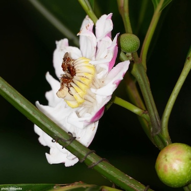 photo de Néflier du Mexique